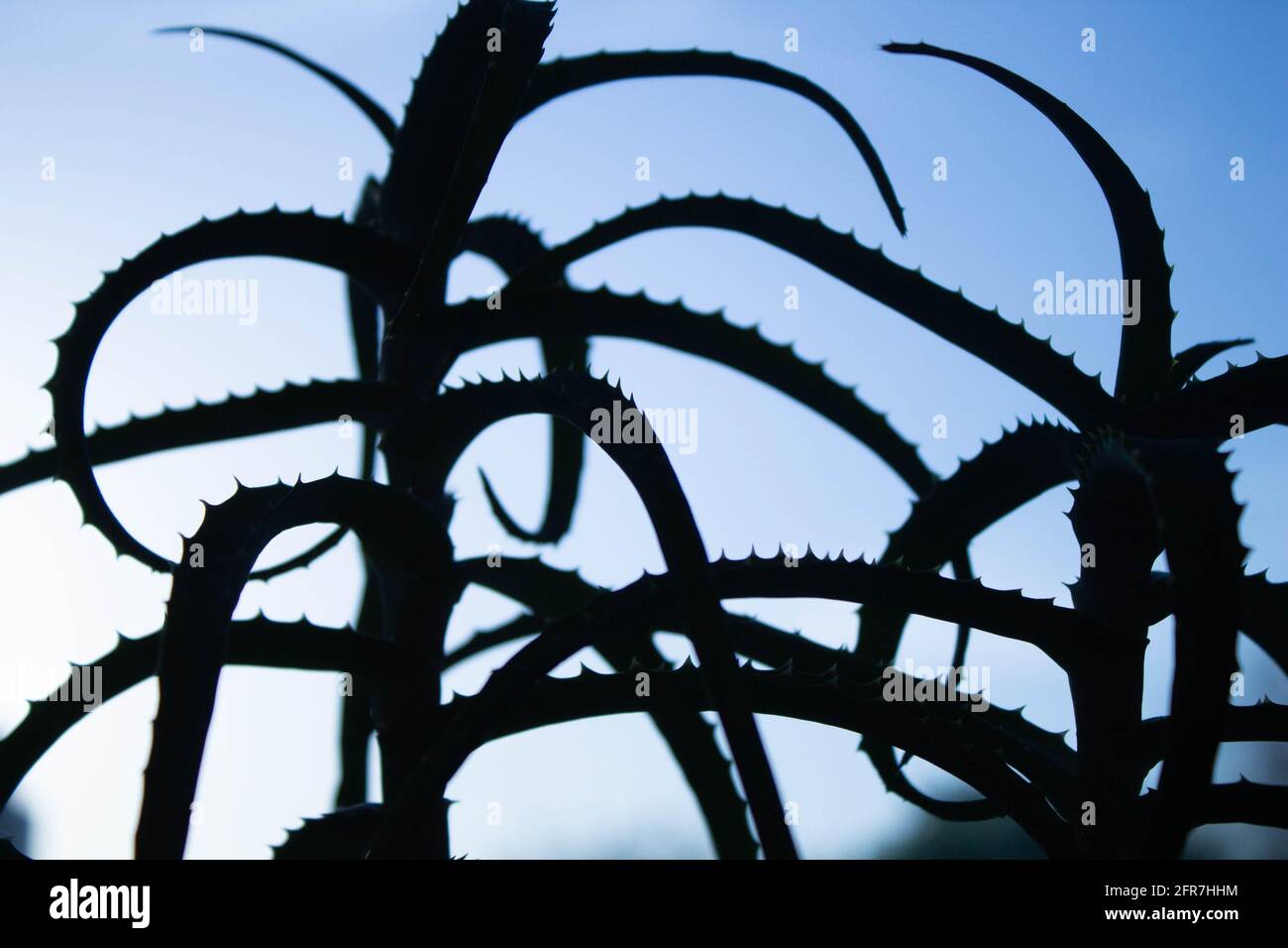 Aloe-Figur. Umriss einer Nahaufnahme der Aloe-Blume. Schwarzer Schatten von einer Blume. Aloe auf einem hellen Hintergrund. Stockfoto