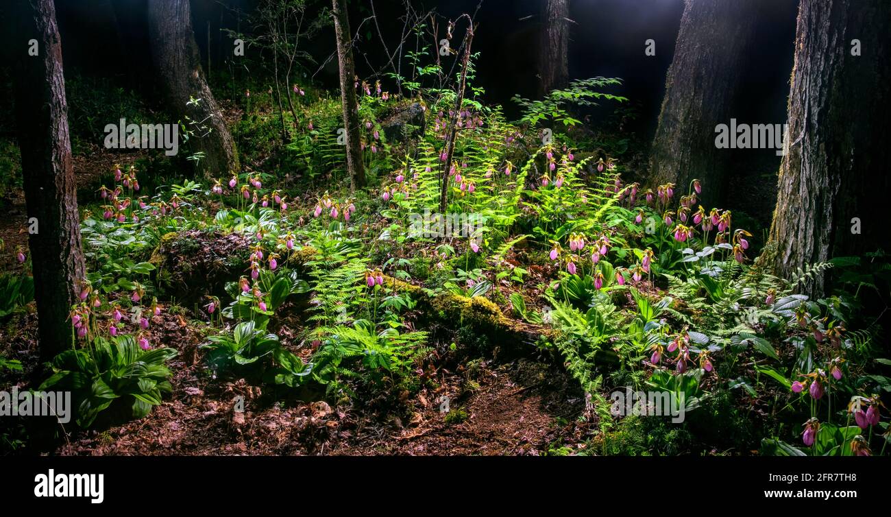 Eine Gruppe von Pink Lady's Slipper Orchids (Cypripedium acaule), die nachts im Pisgah National Forest, Brevard, North Carolina, USA, beleuchtet wird Stockfoto
