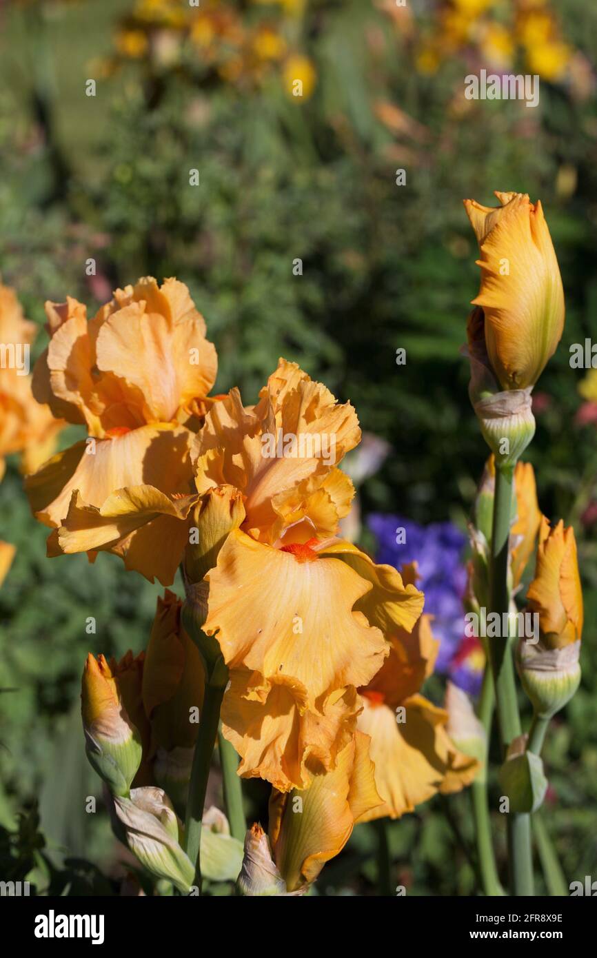 Iris „China Moon“. Stockfoto