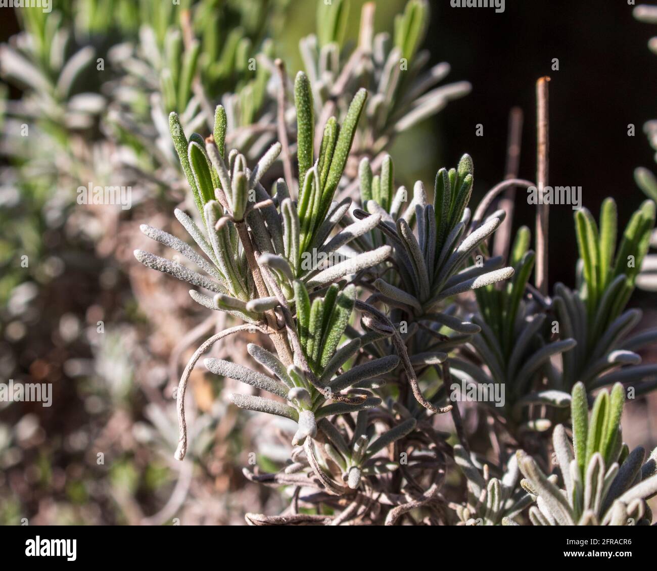 Neues Wachstum auf einer Lavendelpflanze im Frühlingssonel Stockfoto