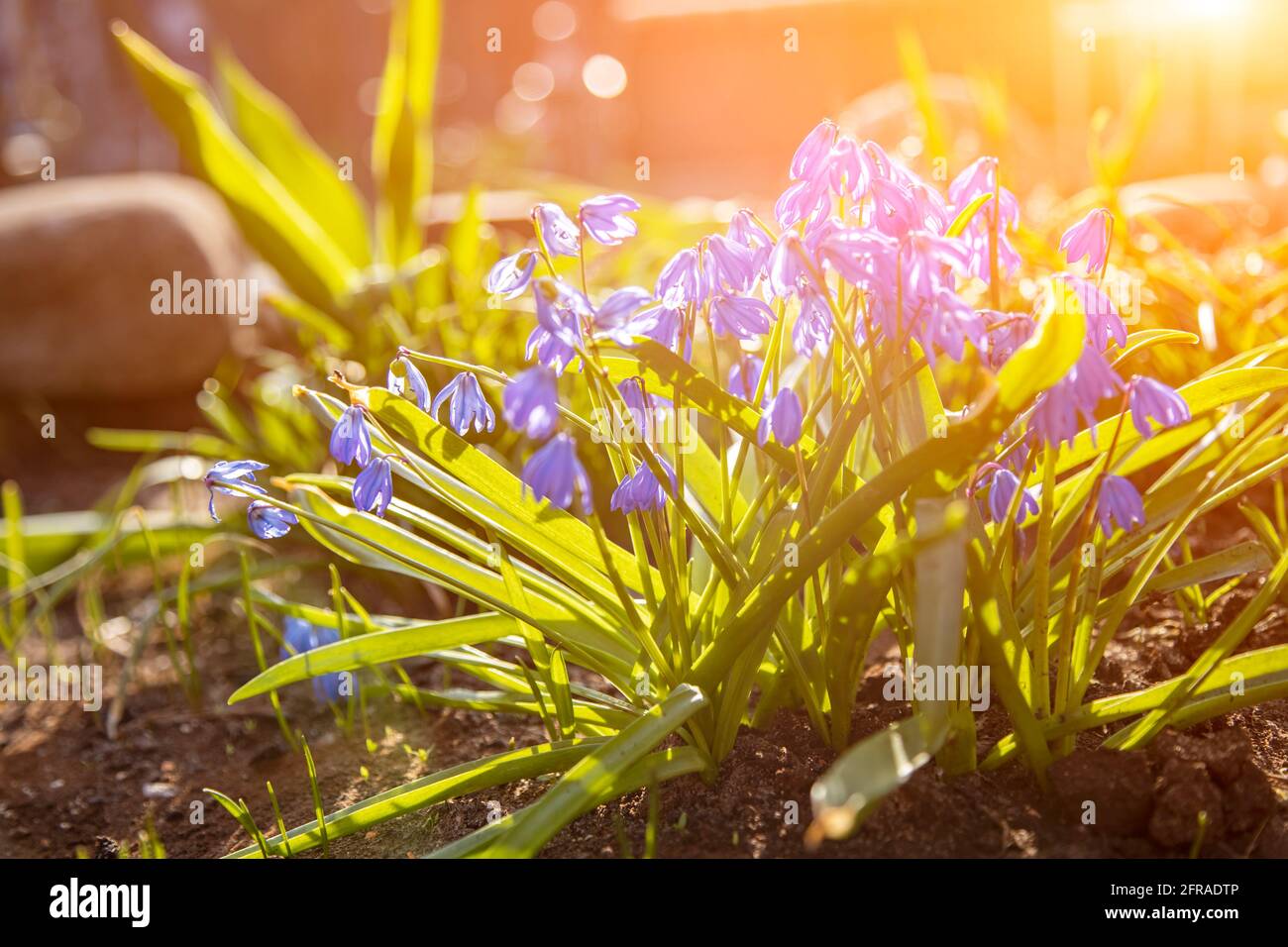 Der erste Frühling blüht blaue Schneeglöckchen in der Sonne Nahaufnahme Weichzeichner, kreative Fokus und Unschärfe Stockfoto