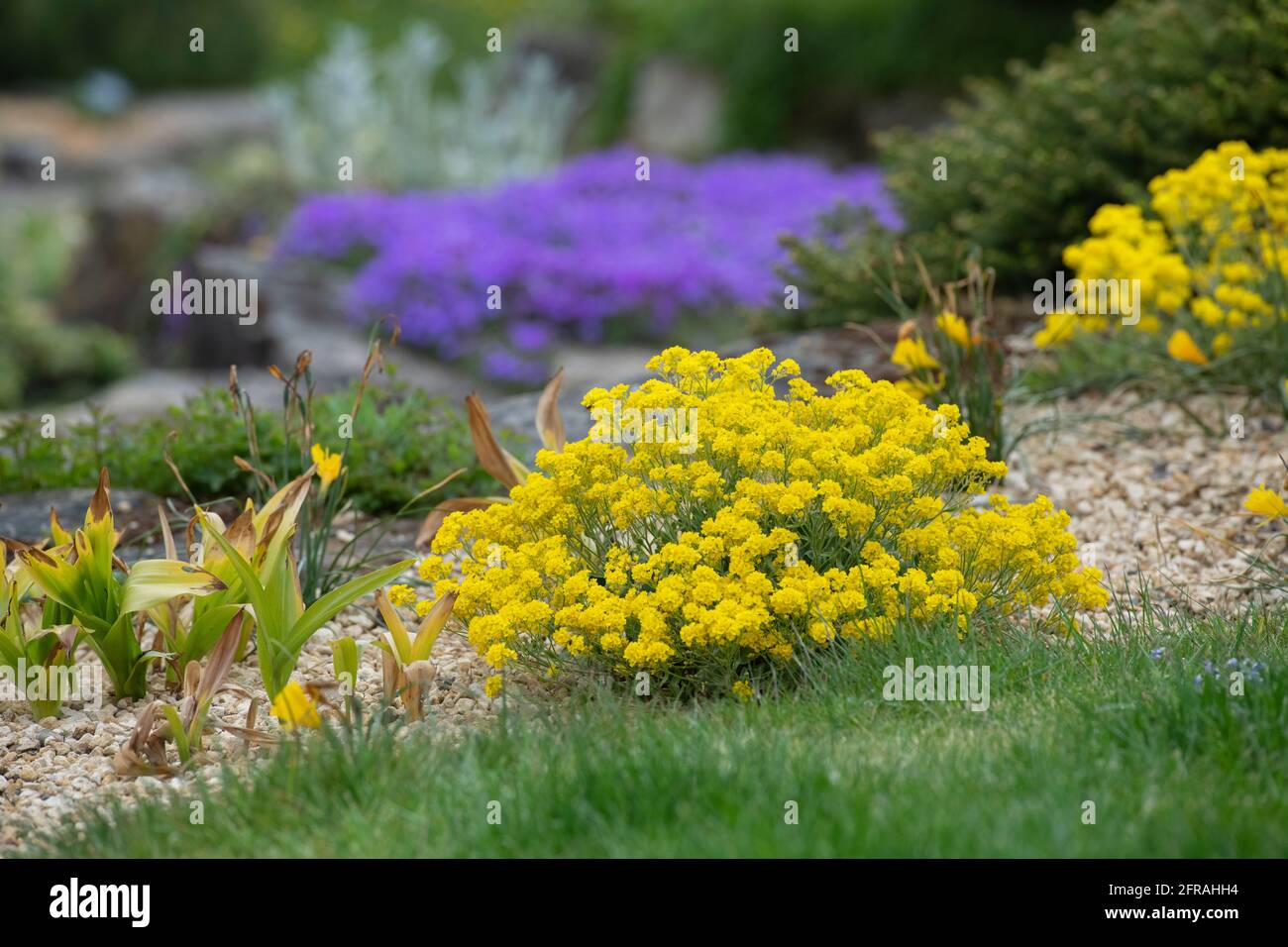 Aurinia saxatilis. Goldener Korb Stockfoto