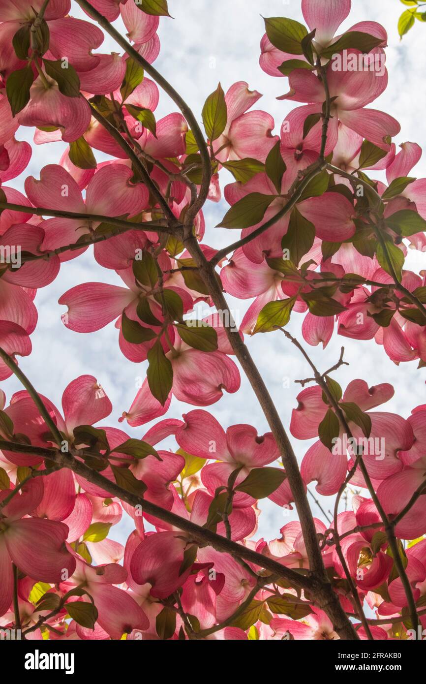 Durch ein Baldachin aus rosa Dogwood-Blumen nach oben schauen Der klare Frühlingshimmel Stockfoto