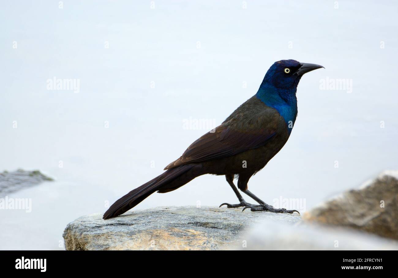 Männchen gemeiner Grackle oder Quiscalus quiscula, der auf einem Felsen steht Am Ufer des Sees an bewölktem Tag Stockfoto