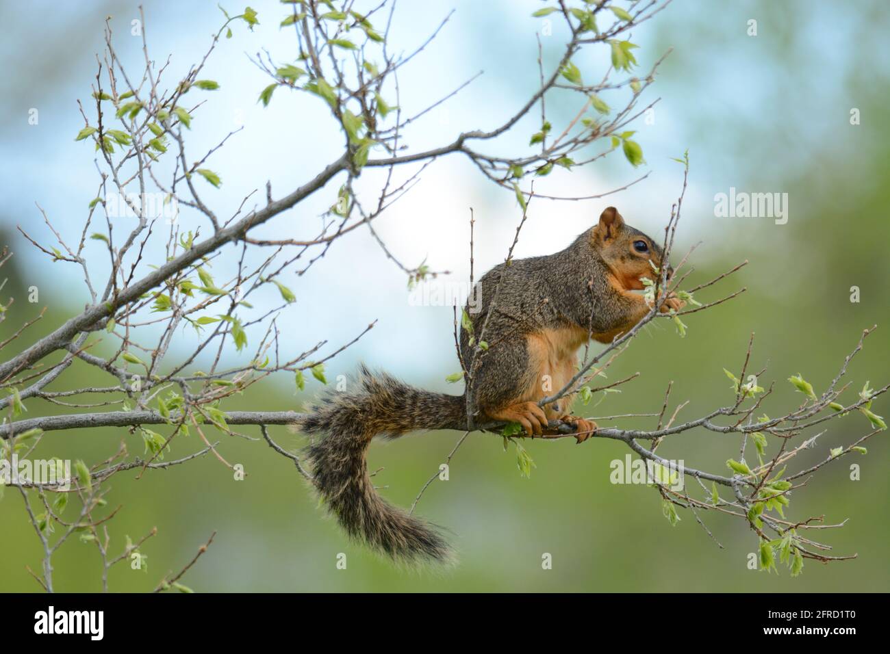 Hungriger, trächtiges Fuchshörnchen mit Zitzen, die neue Frühlingsblätter fressen Auf Baumzweig Stockfoto