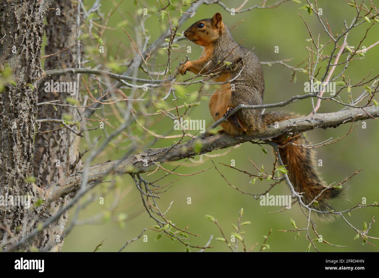 Hungriger, trächtiges Fuchshörnchen mit Zitzen auf einem Ast Unter den neuen Frühlingsblättern Stockfoto