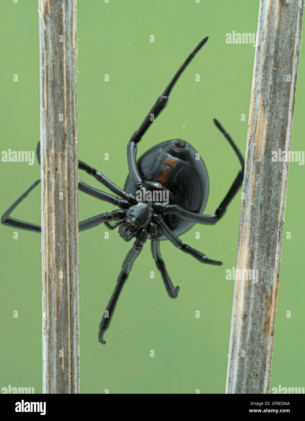 Westliche Schwarze Witwe Stockfotos Und Bilder Kaufen Alamy
