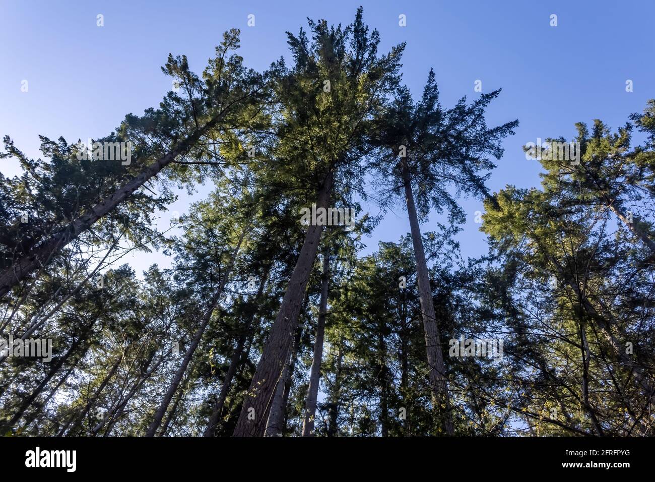 washington State Baumkronen im Wald mit sommerblauem Himmel in Gig Harbor Stockfoto