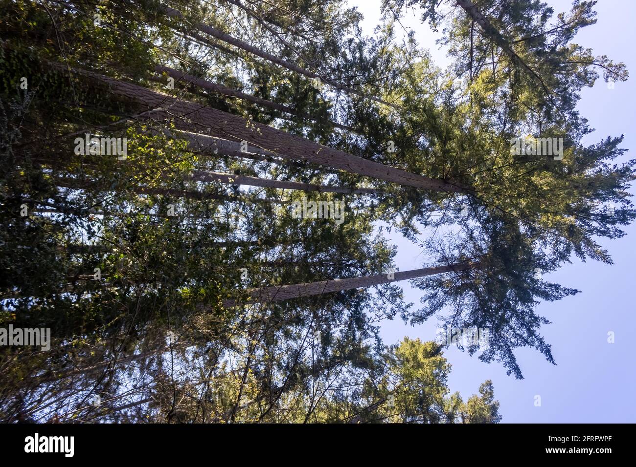 washington State Baumkronen im Wald mit sommerblauem Himmel in Gig Harbor Stockfoto