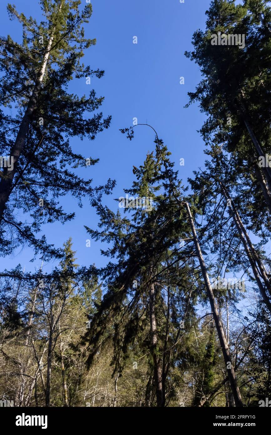 washington State Baumkronen im Wald mit sommerblauem Himmel in Gig Harbor Stockfoto