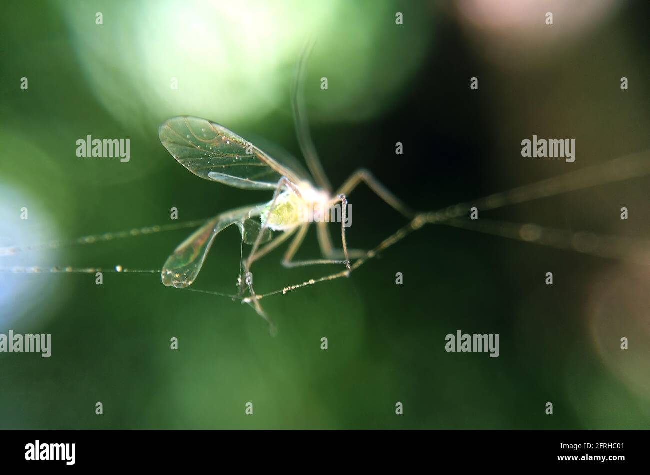 Mücke im Spinnennetz Makro-Foto. Abstrakter Hintergrund mit Insekten, die von Arachniden-Netzen aus der Nähe gefangen werden. Stockfoto