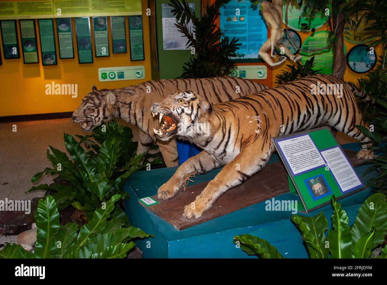 Ausgestopfte Tiger (Panthera tigris), Jagdtrophäen, ausgestellt in einem Museum im ländlichen Thailand Stockfoto