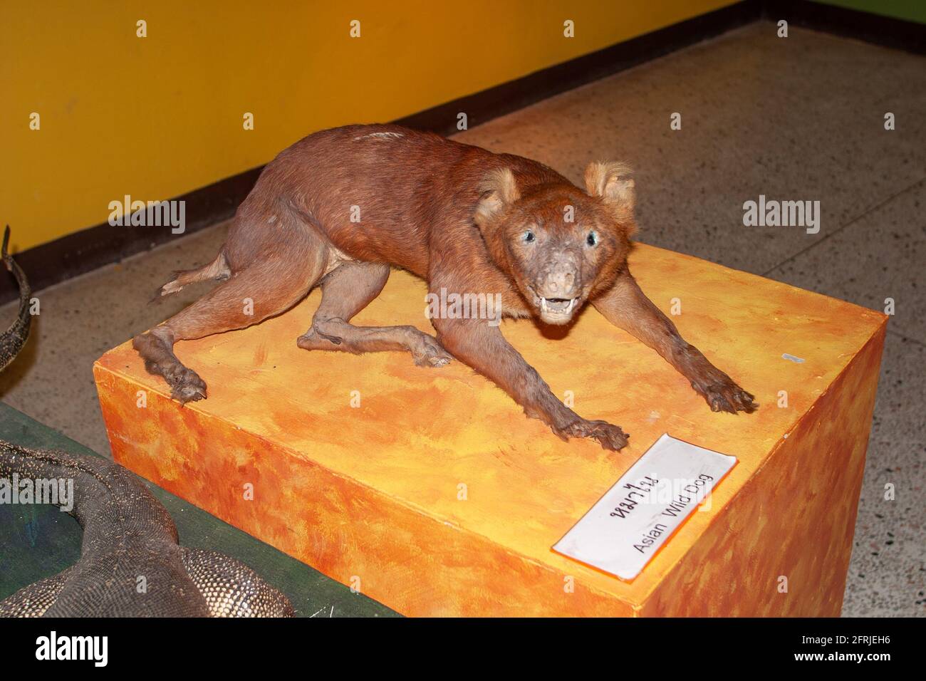 Ausgestopfter asiatischer Wildhund mit ausgestopftem Loch, Jagdtrophäen, ausgestellt in einem Museum im ländlichen Thailand Stockfoto
