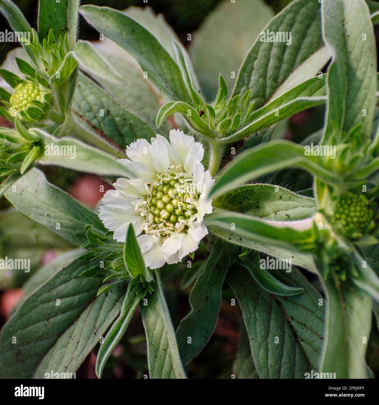 Scabiosa ochroleuca, allgemein als Creme pincushions oder Creme scabious, ist eine Art von scabious mit cremig gelben Blütenköpfen. Sie stammt aus der EU Stockfoto