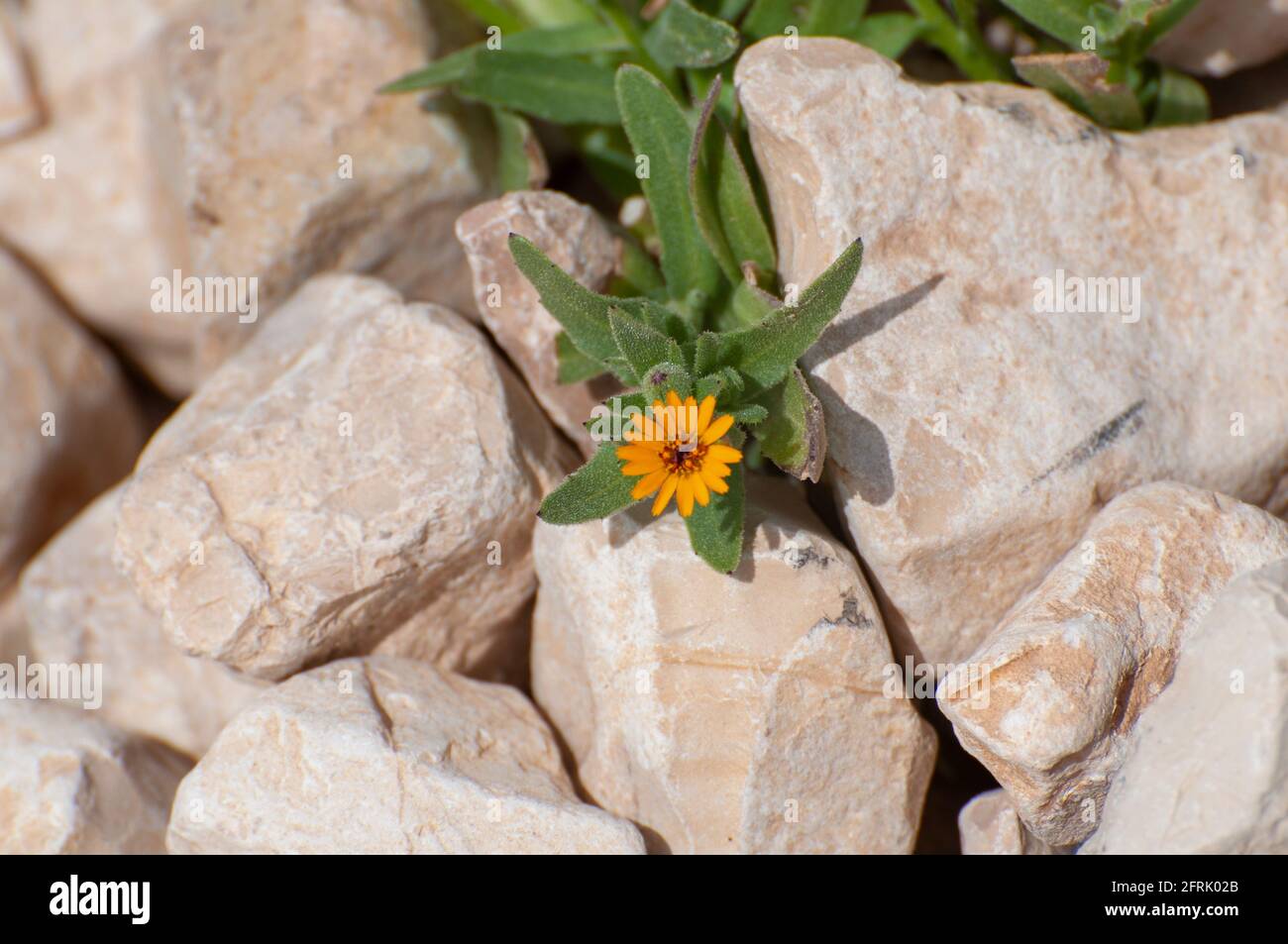 Calendula arvensis ist eine blühende Pflanze aus der Familie der Gänseblümchen, die unter dem gemeinsamen Namen Field Ringelblume bekannt ist. Sie stammt aus dem zentralen und südlichen E Stockfoto