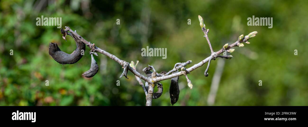Astragalus-Samenschoten. Stockfoto