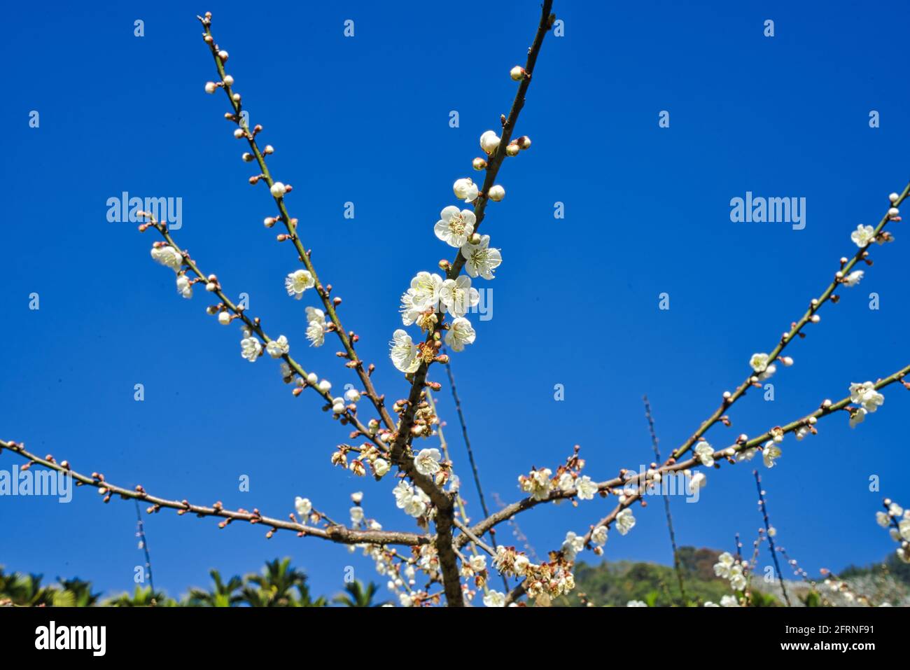 Weiße Pflaumen blühen in voller Blüte und locken Bienen für Nektar, blauen Himmel.der einzigartige Winterwald im Dongshi Forest trägt zur Bergkulisse bei. Stockfoto