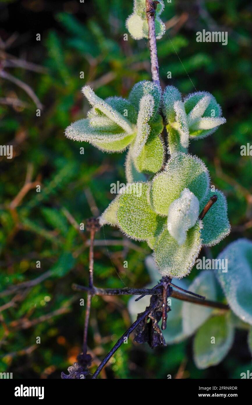 Wilder Salbei. Dreilappiger Salbei, Salvia fruticosa fotografiert in Sataf, Israel Stockfoto