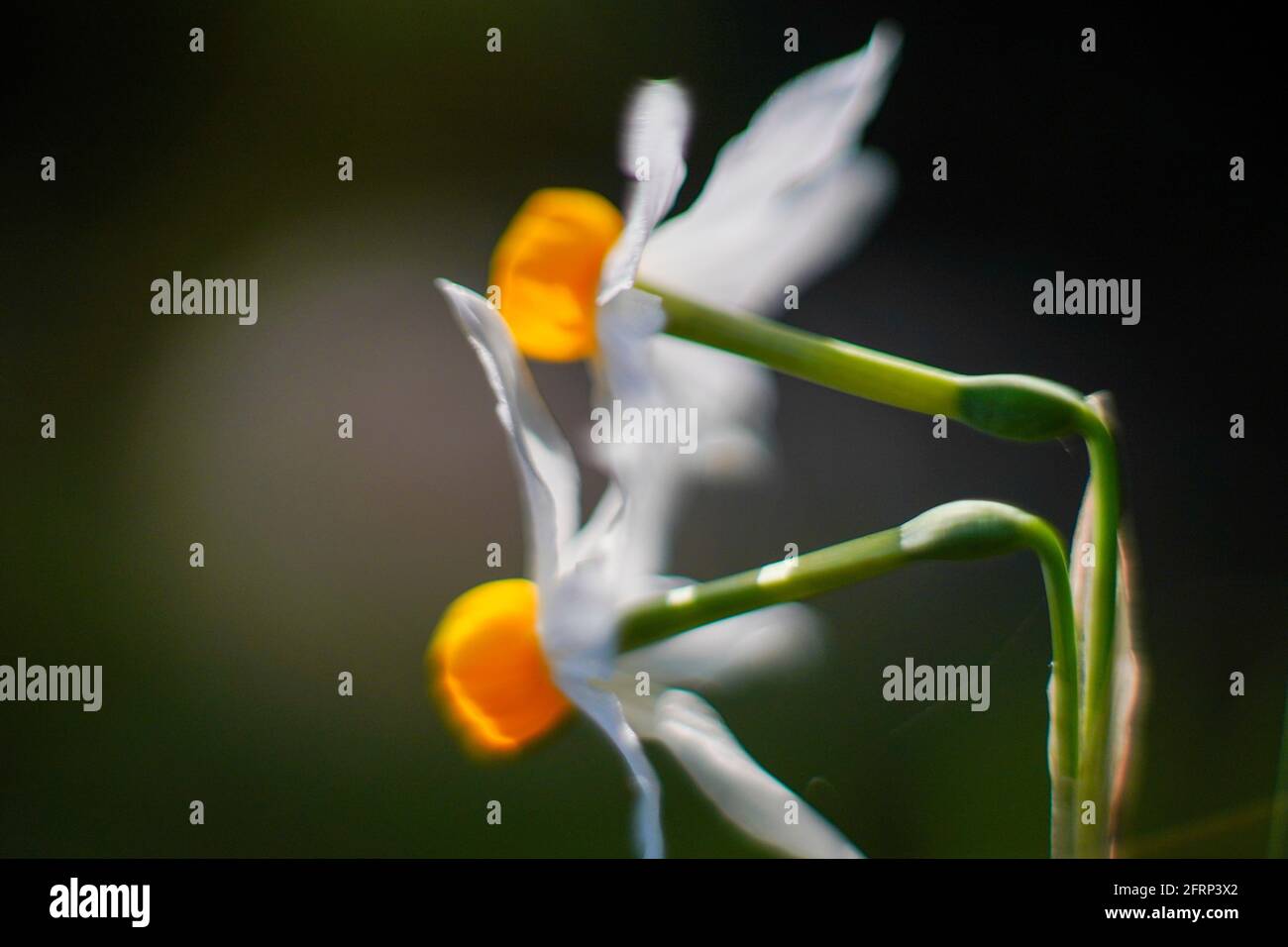 Gemeinsamen Narzisse (Narcissus Tazetta) fotografiert in Israel, im Dezember Stockfoto