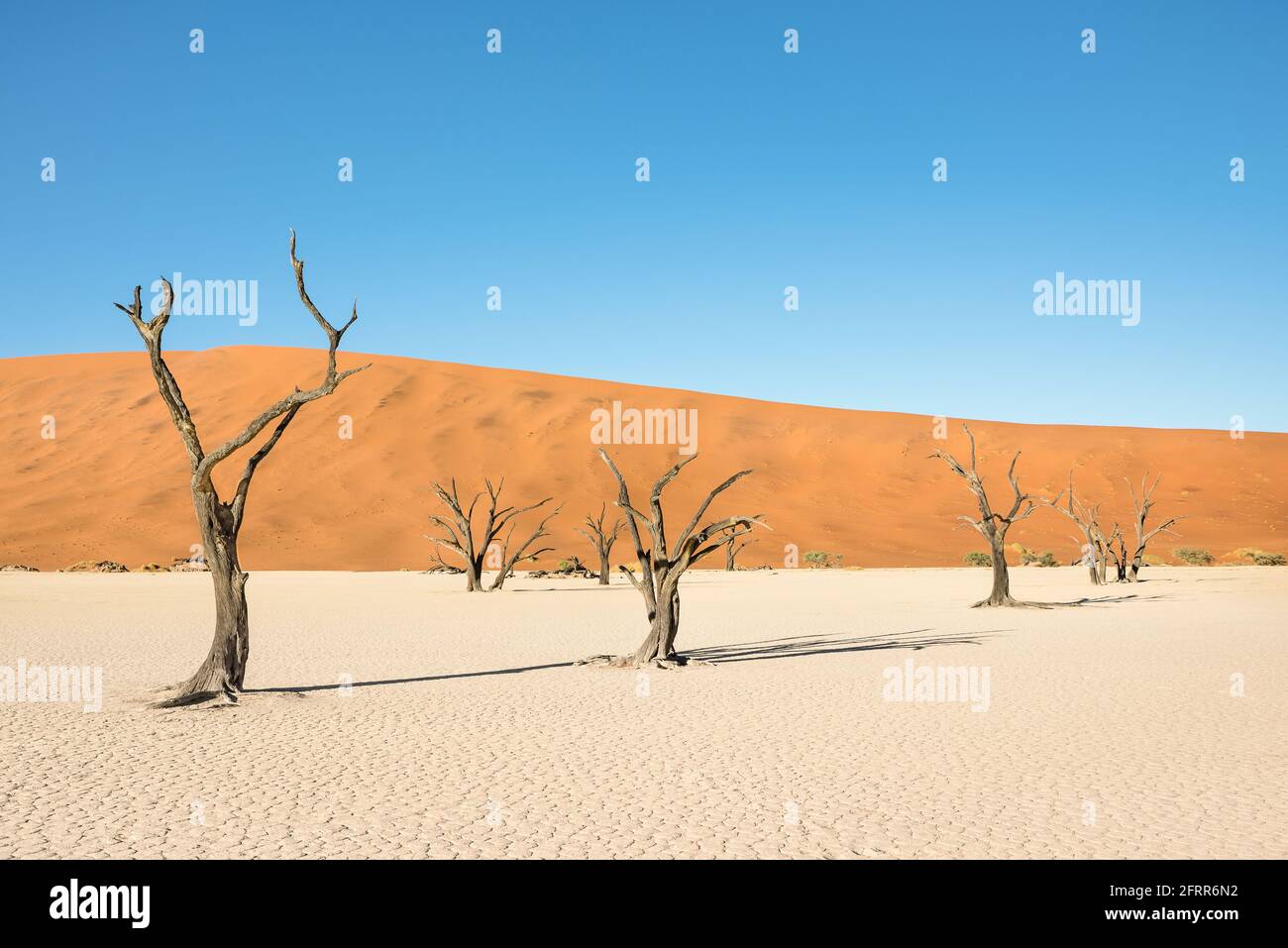 Trockene Bäume im Wüstenkrater bei Deadvlei in Sossusvlei Territorium - Namibian world famous Desert - African nature Wonder Mit einzigartiger wilder Landschaft Stockfoto