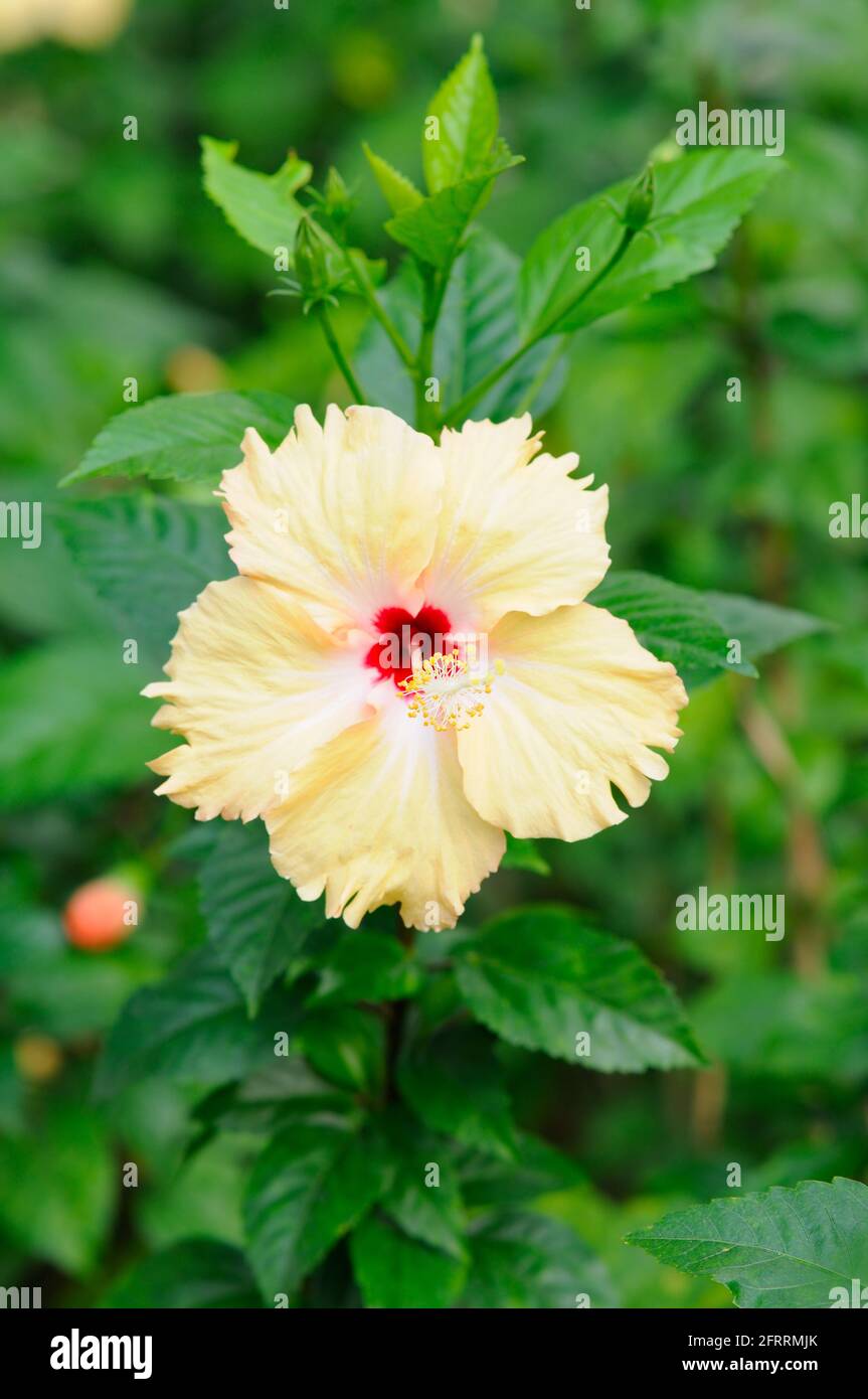 Ein schöner Mellow Yellow Hibiscus Stockfoto