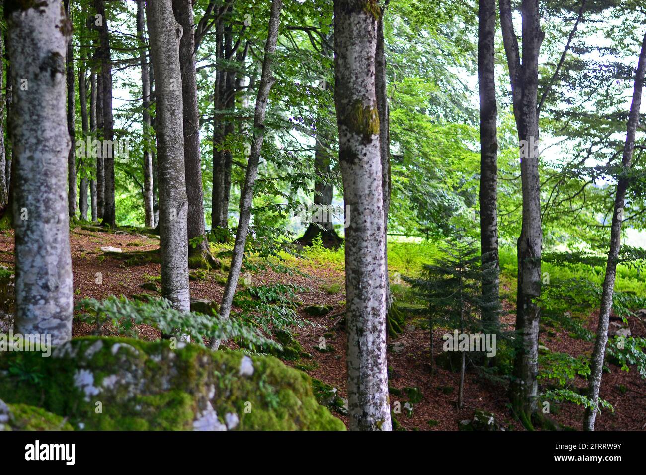 Herrliche Sommerwälder in den Dolomiten Stockfoto
