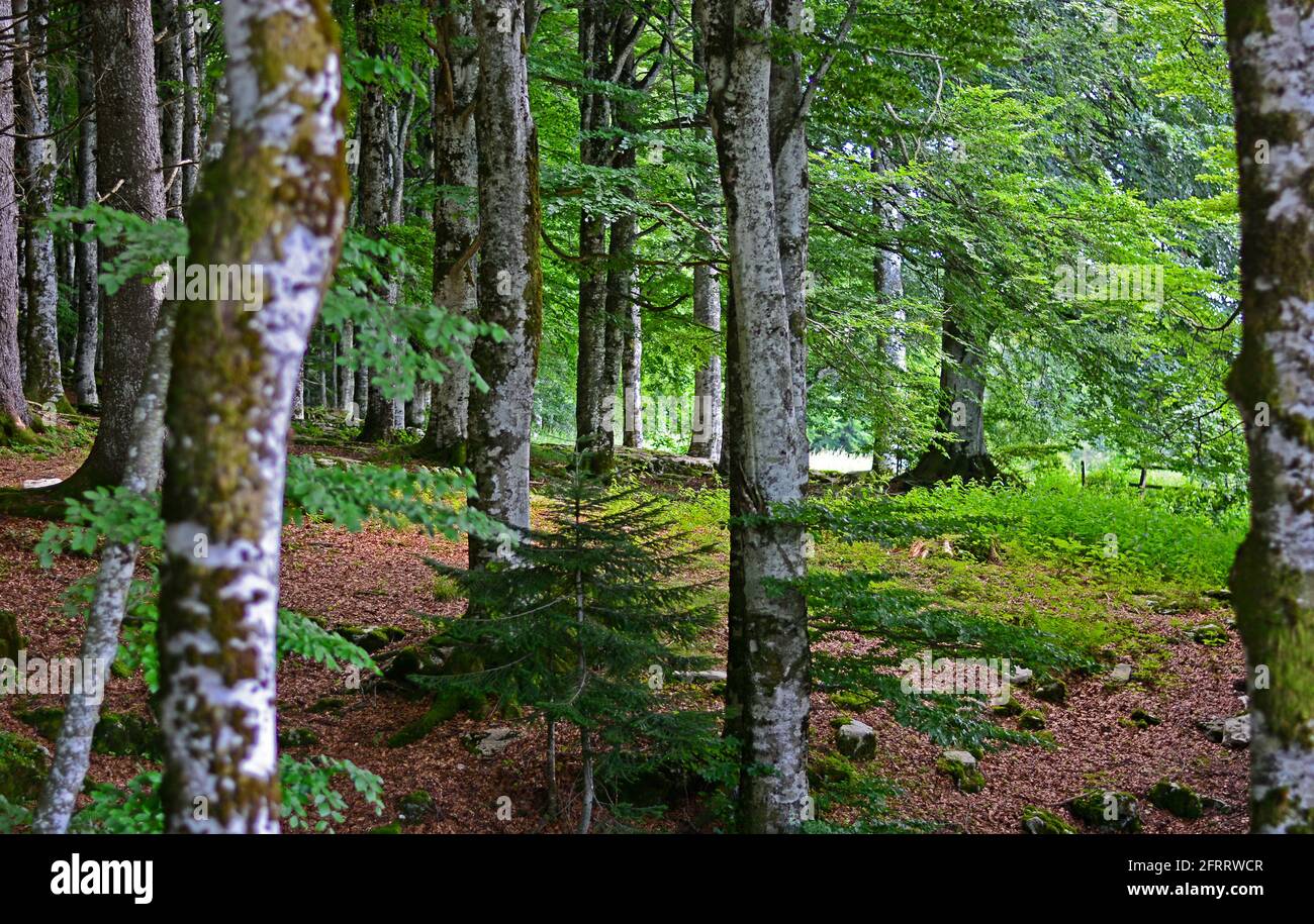 Herrliche Sommerwälder in den Dolomiten Stockfoto