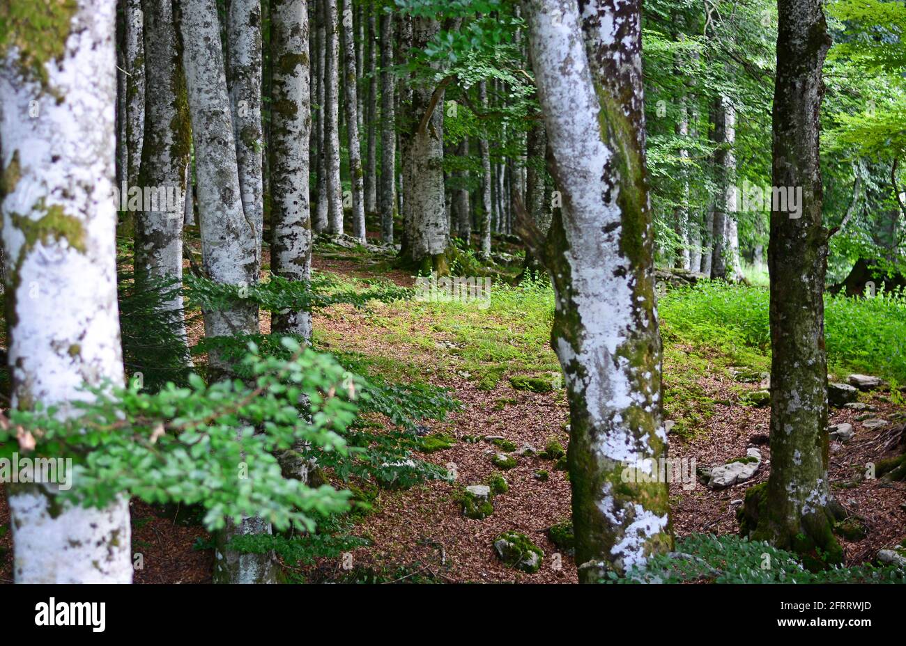 Herrliche Sommerwälder in den Dolomiten Stockfoto