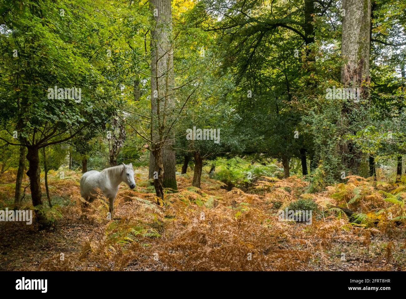 Ein weißes neues Waldpony im Herbstwald Stockfoto