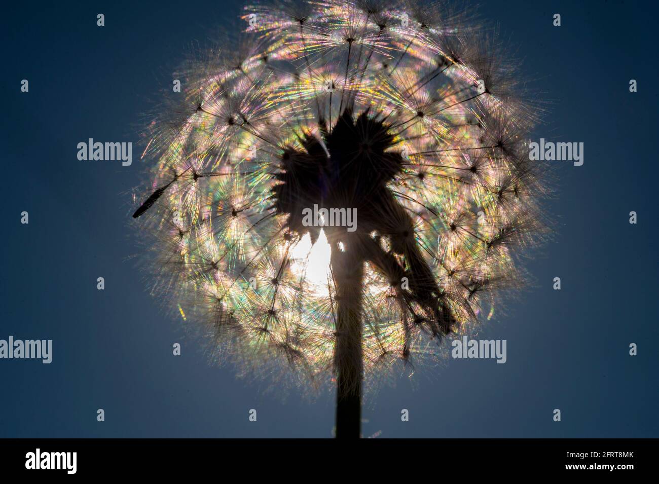 Hintergrundbeleuchtetes Dandelion-Saatgut mit Kopf gegen einen blauen Himmel Stockfoto