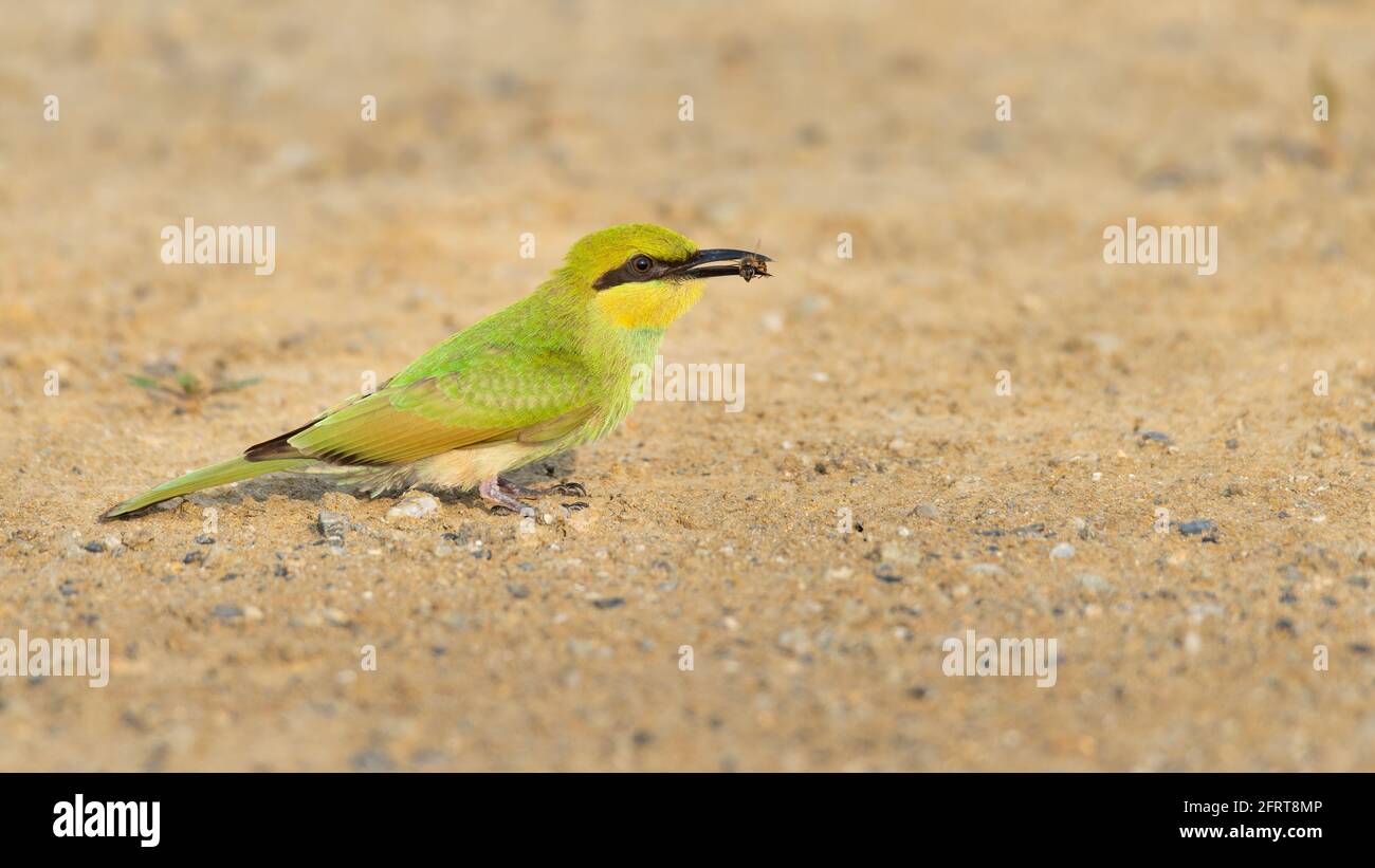 Grüner Bienenfresser mit einer Biene im Schnabel, die ansitzt Den Boden Stockfoto