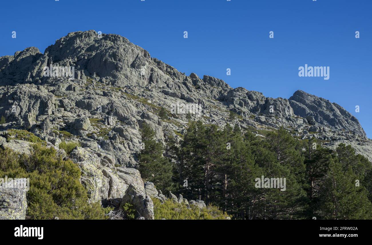 Wald aus schottischen Kiefern, Pinus sylvestris und Hochgebirgskrublingen. Foto aufgenommen im Nationalpark Guadarrama Mountains, Provinz Madrid, Spai Stockfoto