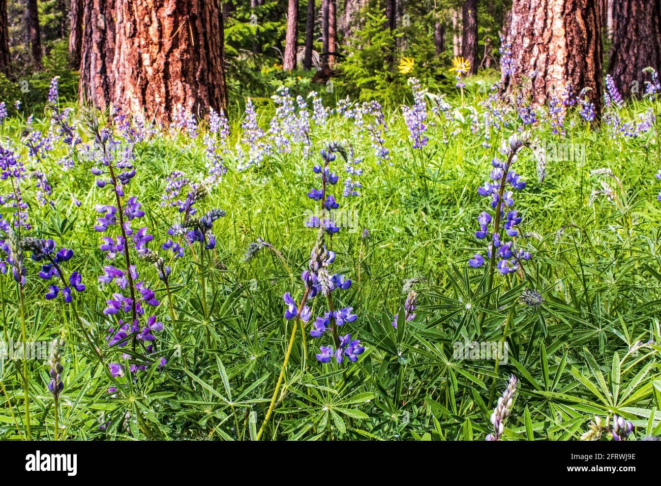 Wildviolette Lupinen-Blüten wachsen auf einer Waldwiese Stockfoto