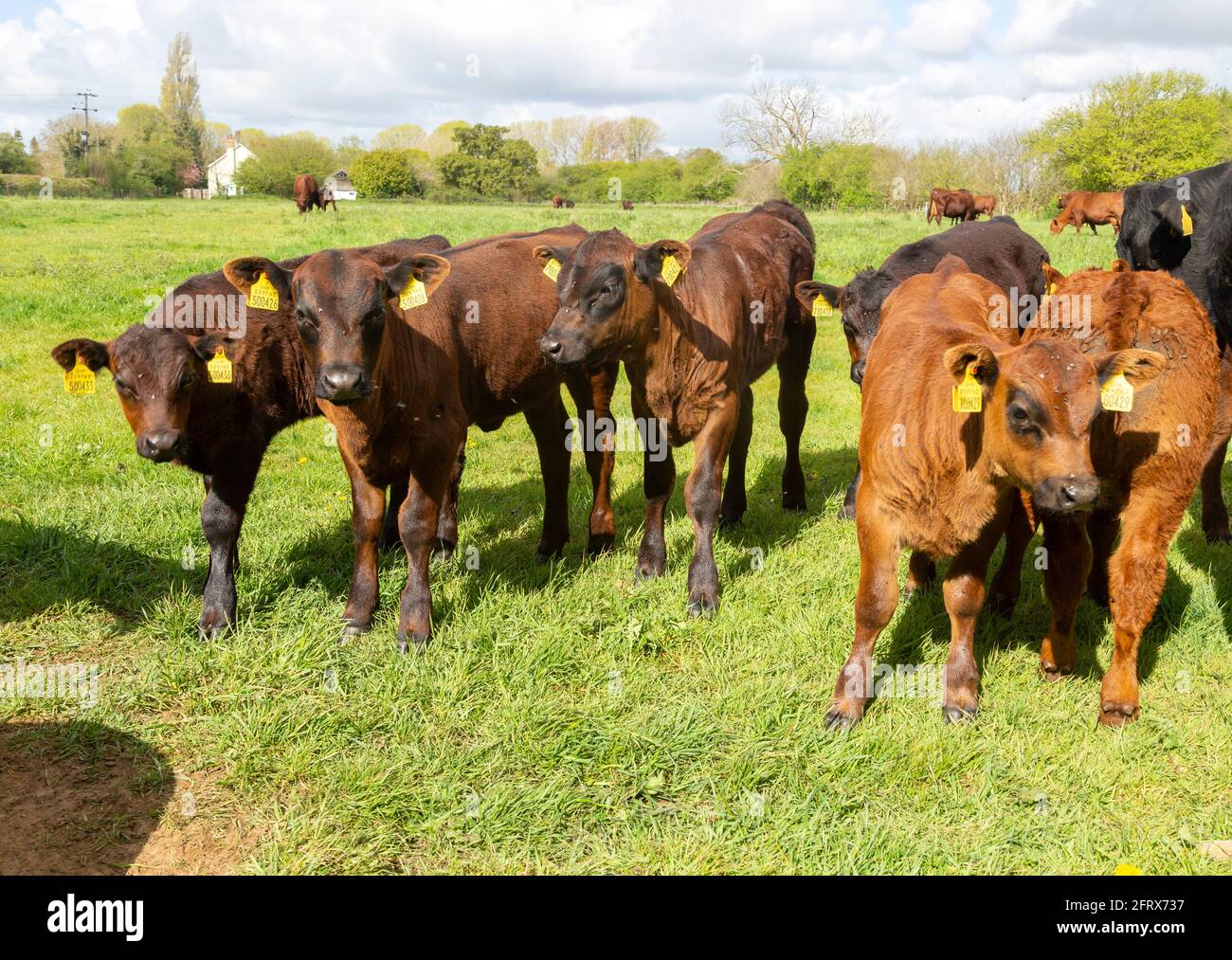 Neugierige rote Umfrage junge Kälber mit gelben Ohrmarken bilden eine Linie im Feld, Sutton, Suffolk, England, Großbritannien Stockfoto