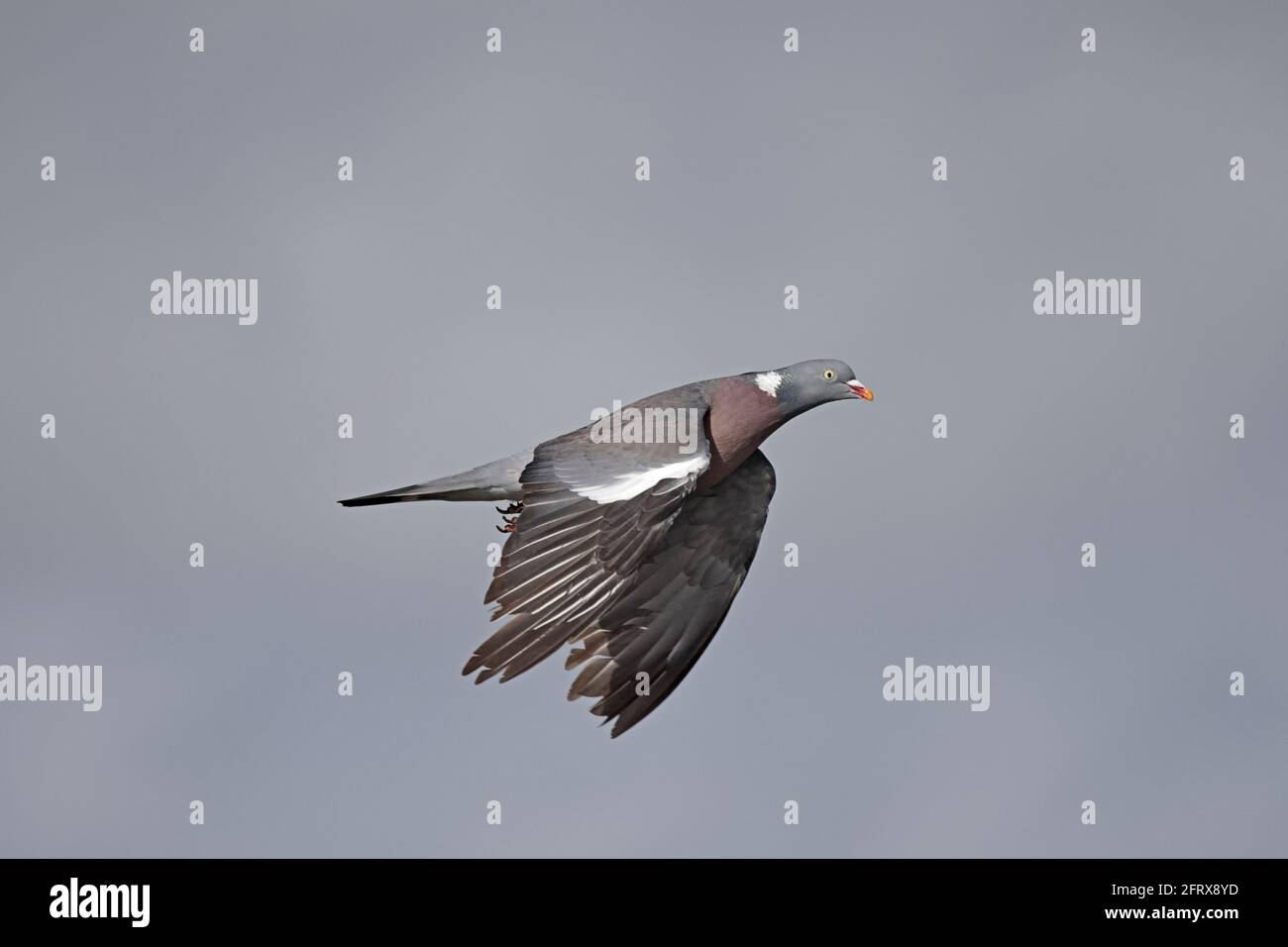 Woodpigeon im Flug Stockfoto