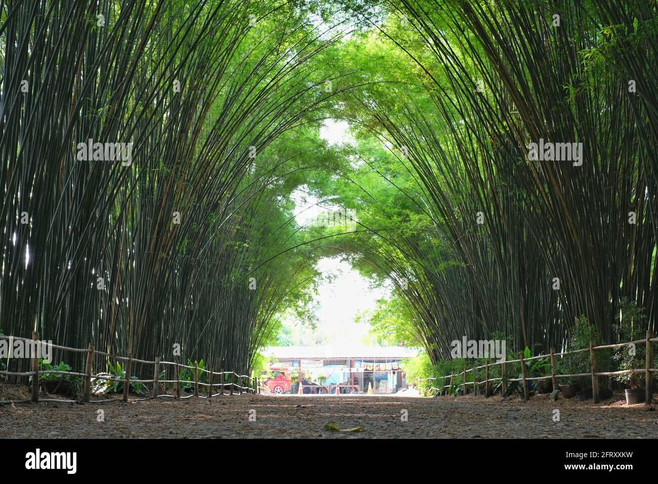 Nakorn Nayok, Thailand - 04/13/2021: Bamboo Grove am Chulapornwararam Tempel in Ostthailand mit wunderschönen üppigen Bambusbäumen, die einen Tunnel bilden. Stockfoto