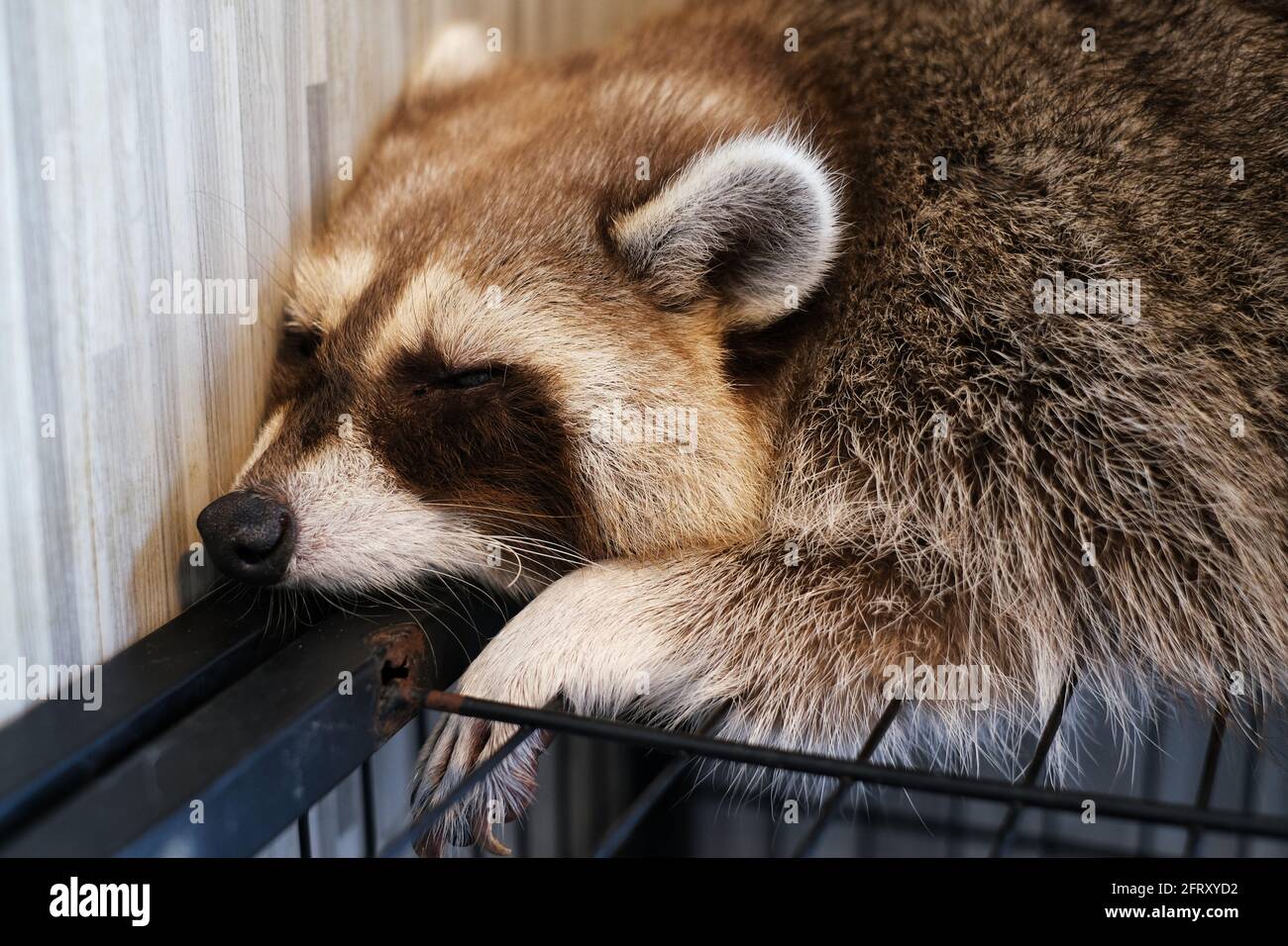 Nahaufnahme eines domestizierten Waschbären, der nach einer großen Mahlzeit auf seinem Käfig schläft. Stockfoto