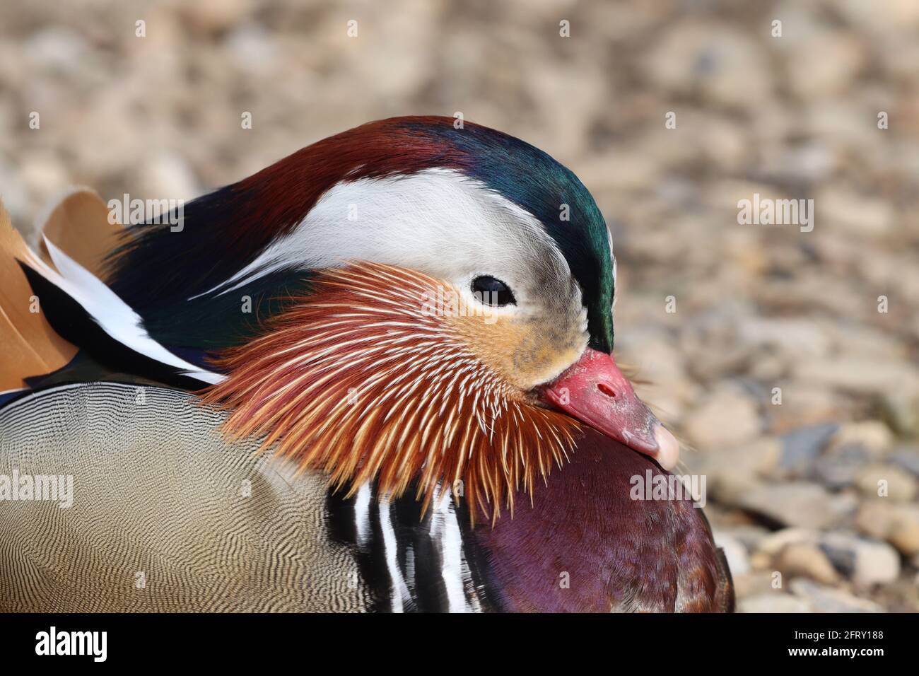Lone Mandarin Duck am Hollingworth Lake Stockfoto