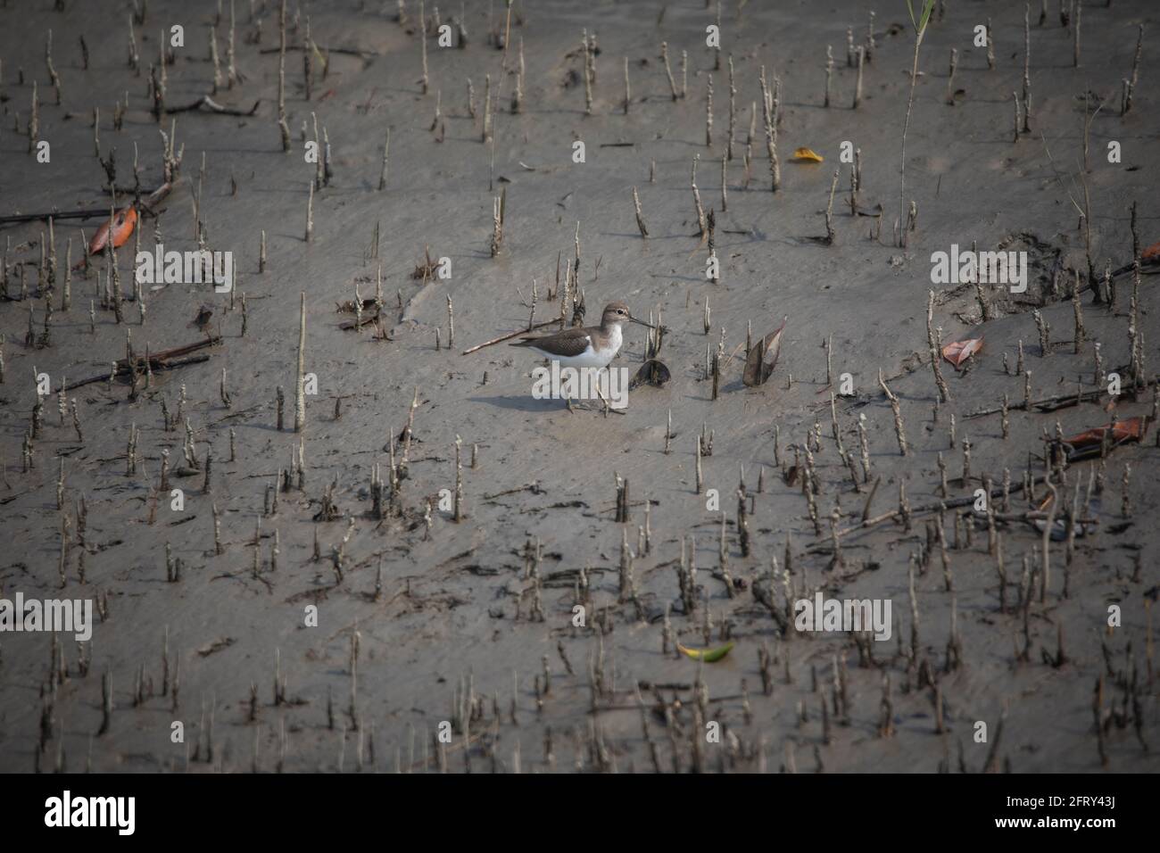 Gewöhnlicher Sandpiper, Actitis hypoleucos, Sunderbans, Indien Stockfoto