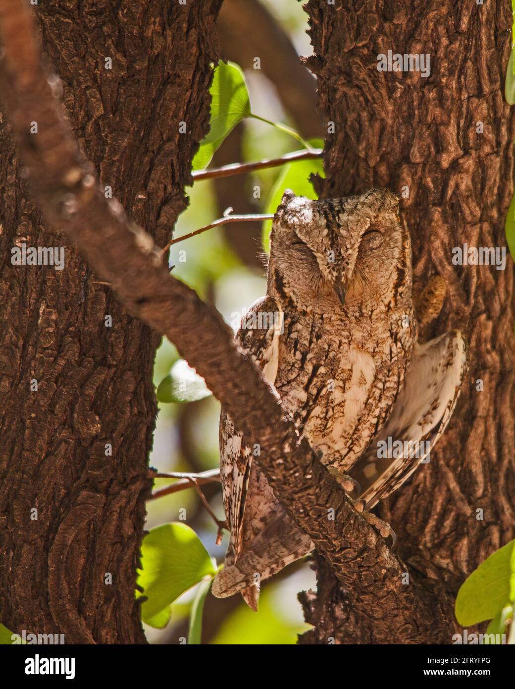 African Scopus-Owl Otus senegalensis 13536 Stockfoto
