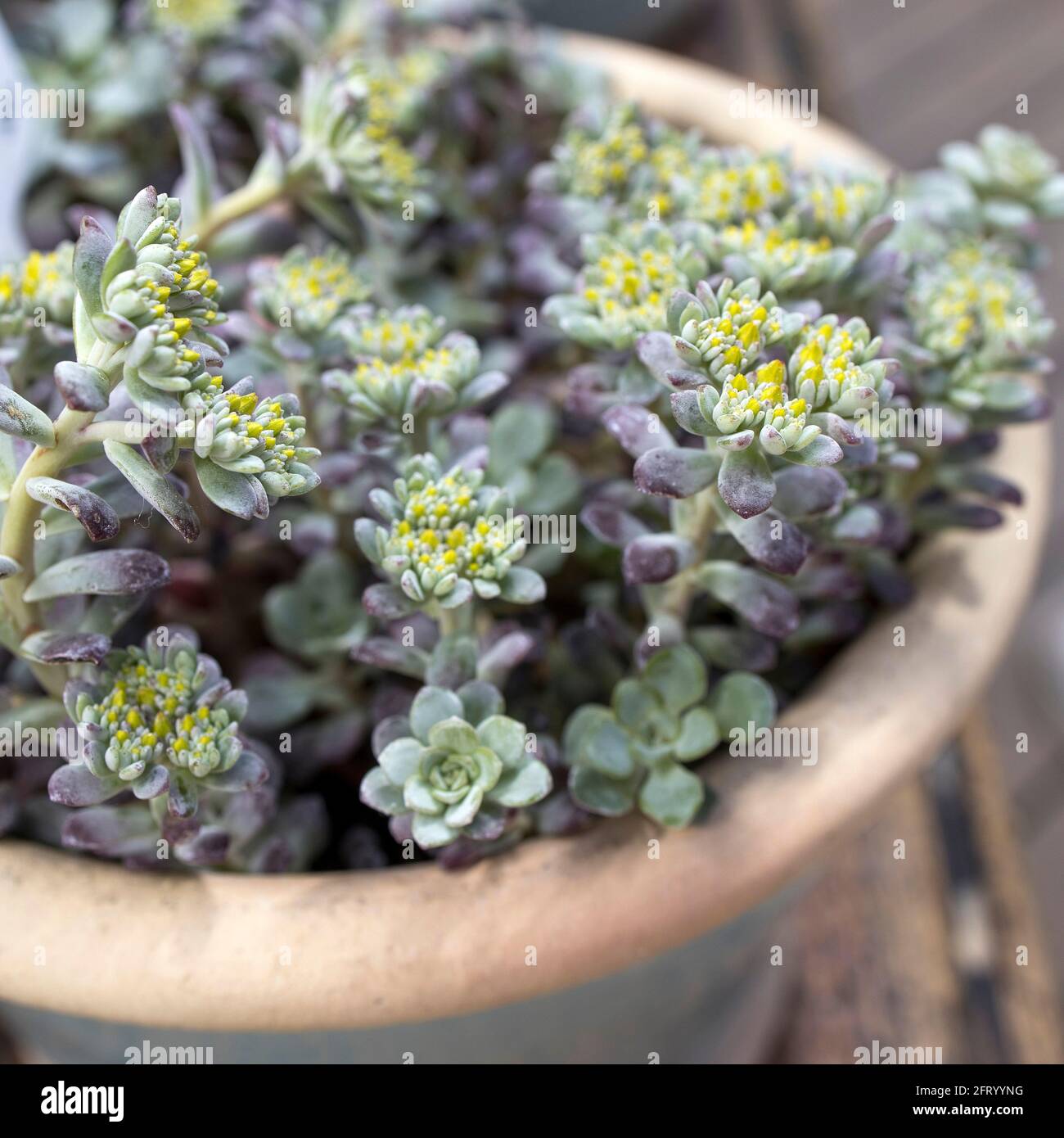 Sedum von blassgrüner Farbe mit gelben Blüten in einem Tontopf. Fragment der Dekoration des Gartens. Quadratischer Rahmen Stockfoto