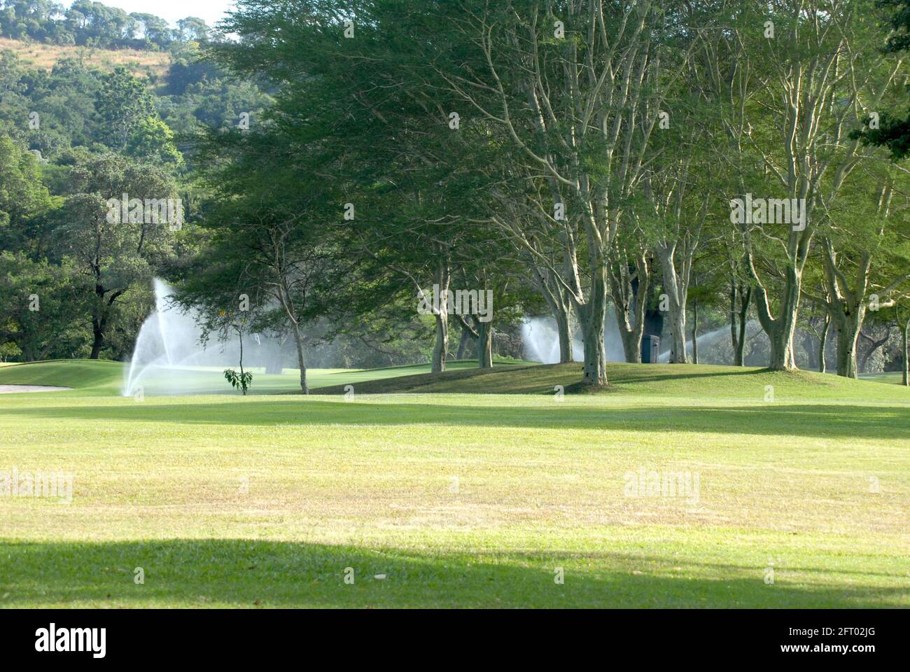 Fieberbäume auf dem Fairway Stockfoto