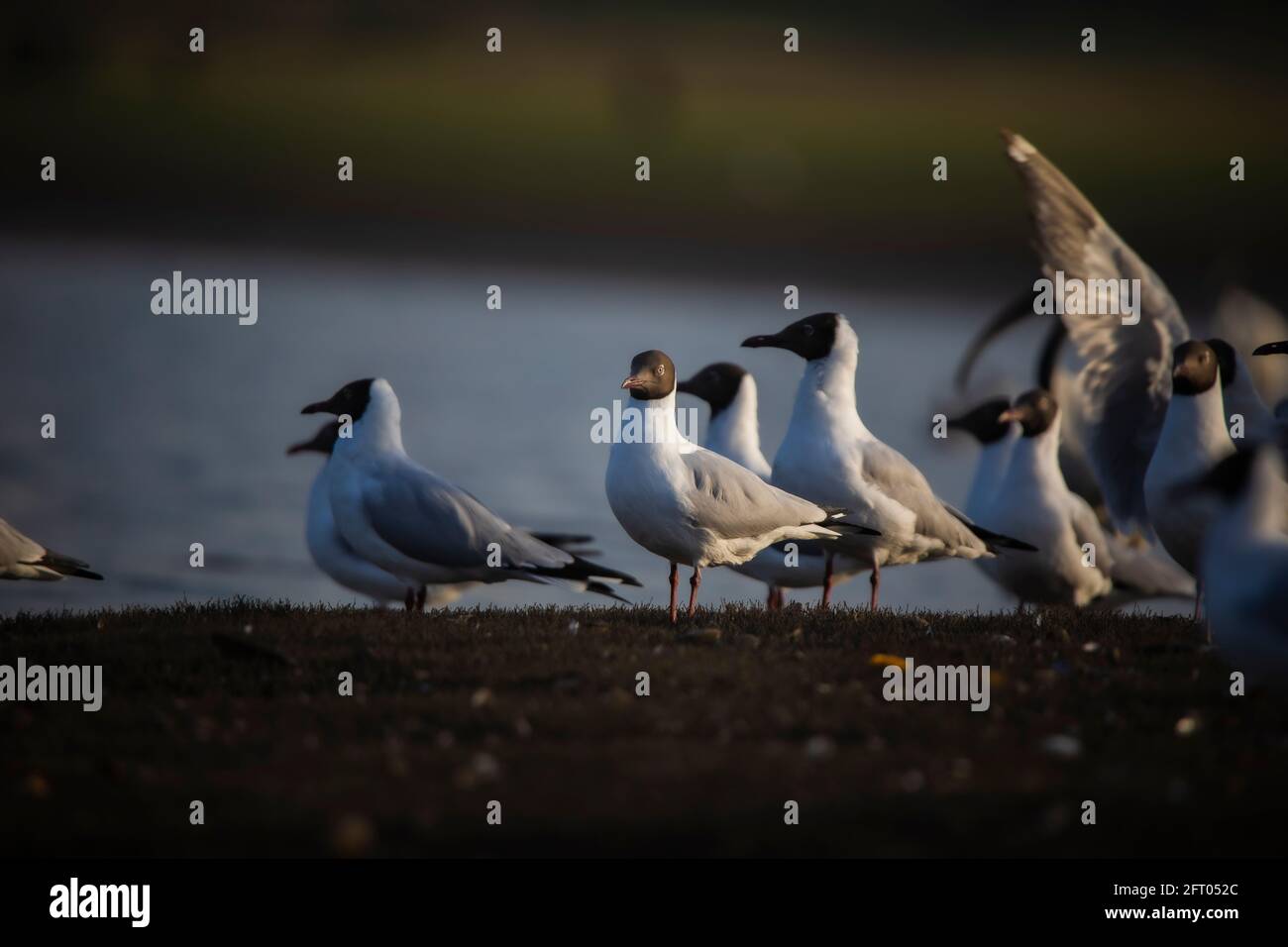 Braunkopfmöwe, Chroicocephalus brunnicephalus, Bhigwan, Maharashtra, Indien. Stockfoto