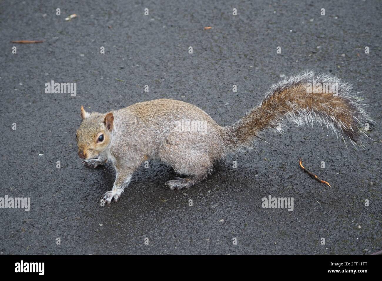 Grauhörnchen auf einem Betonweg im Dukinfield Park Stockfoto