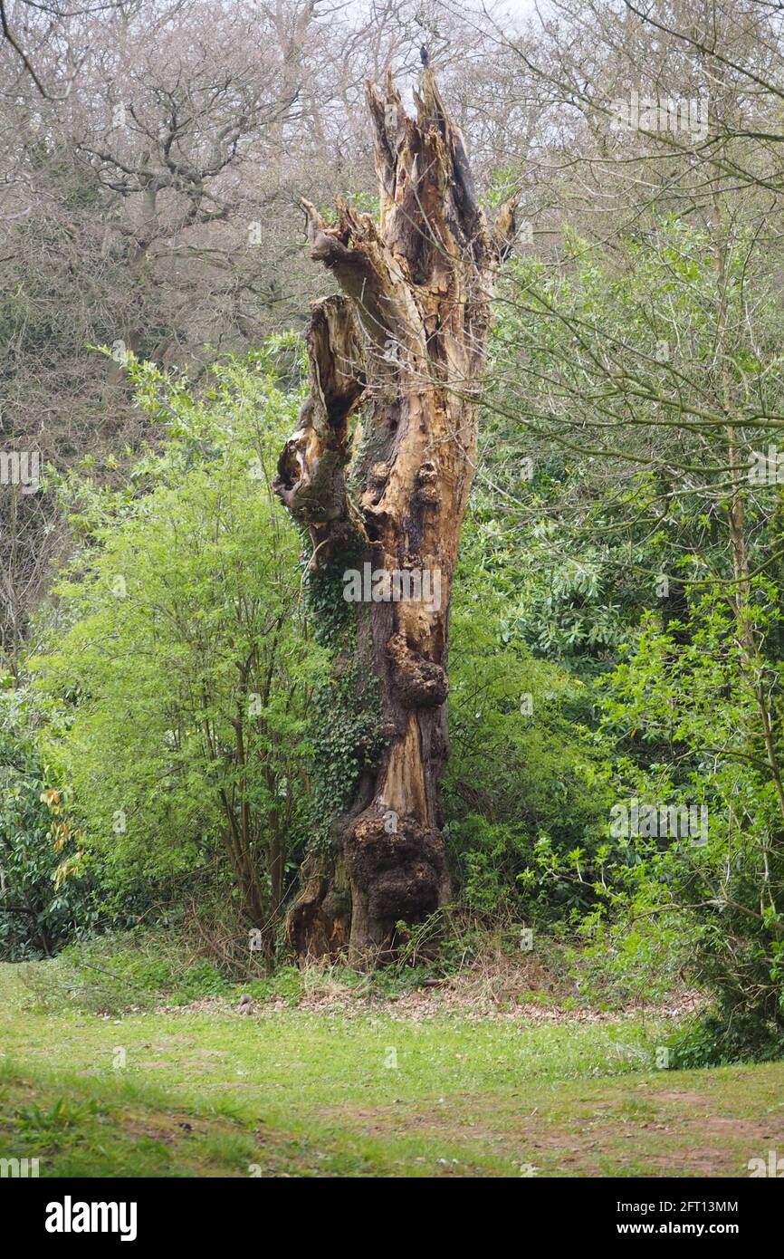 Wichtigster Baum im Holz, Natur Skulptur Stockfoto