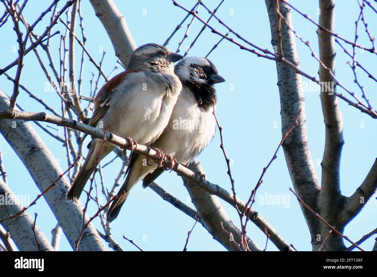 Ein Paar Spatzen auf einer silbernen Birke Stockfoto