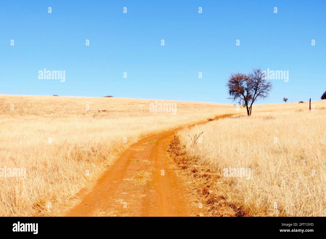 Ein Weg zur Freiheit in der afrikanischen Wildnis Stockfoto