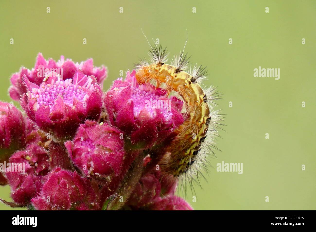 Die pelzige Raupe erkundet ein rosa Pom Pom Weed Stockfoto