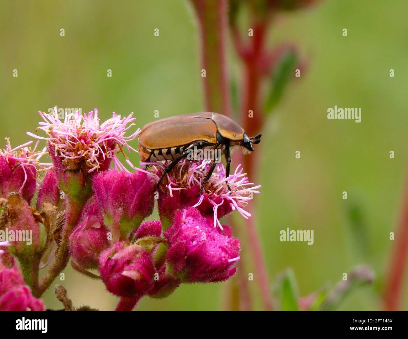 Beetle hat eine Vogelperspektive von oben rosa Pom pom-Unkraut Stockfoto