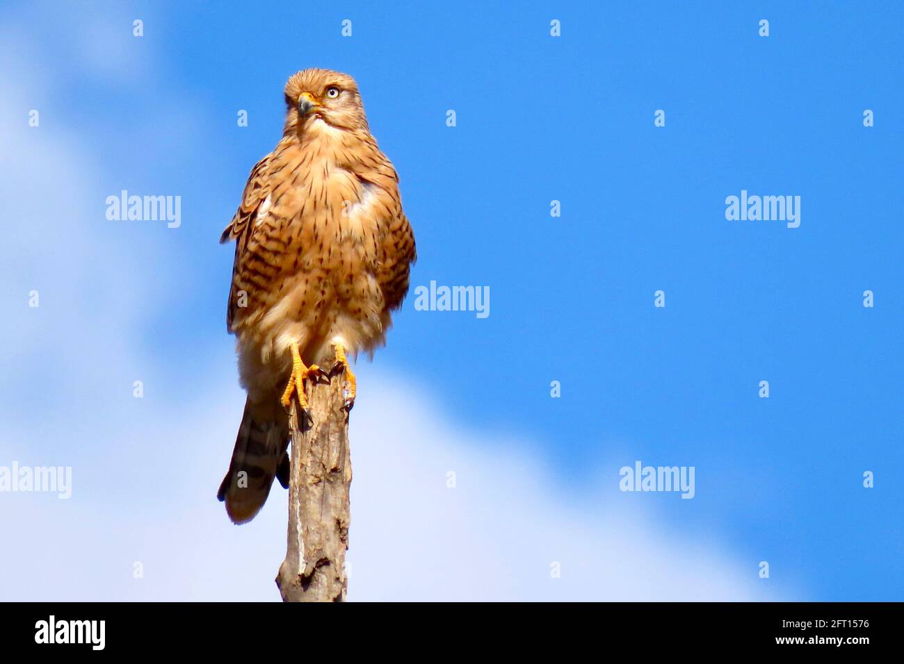 Brown Rock Kestrel mit herrlich gestreiftem Gefieder Stockfoto